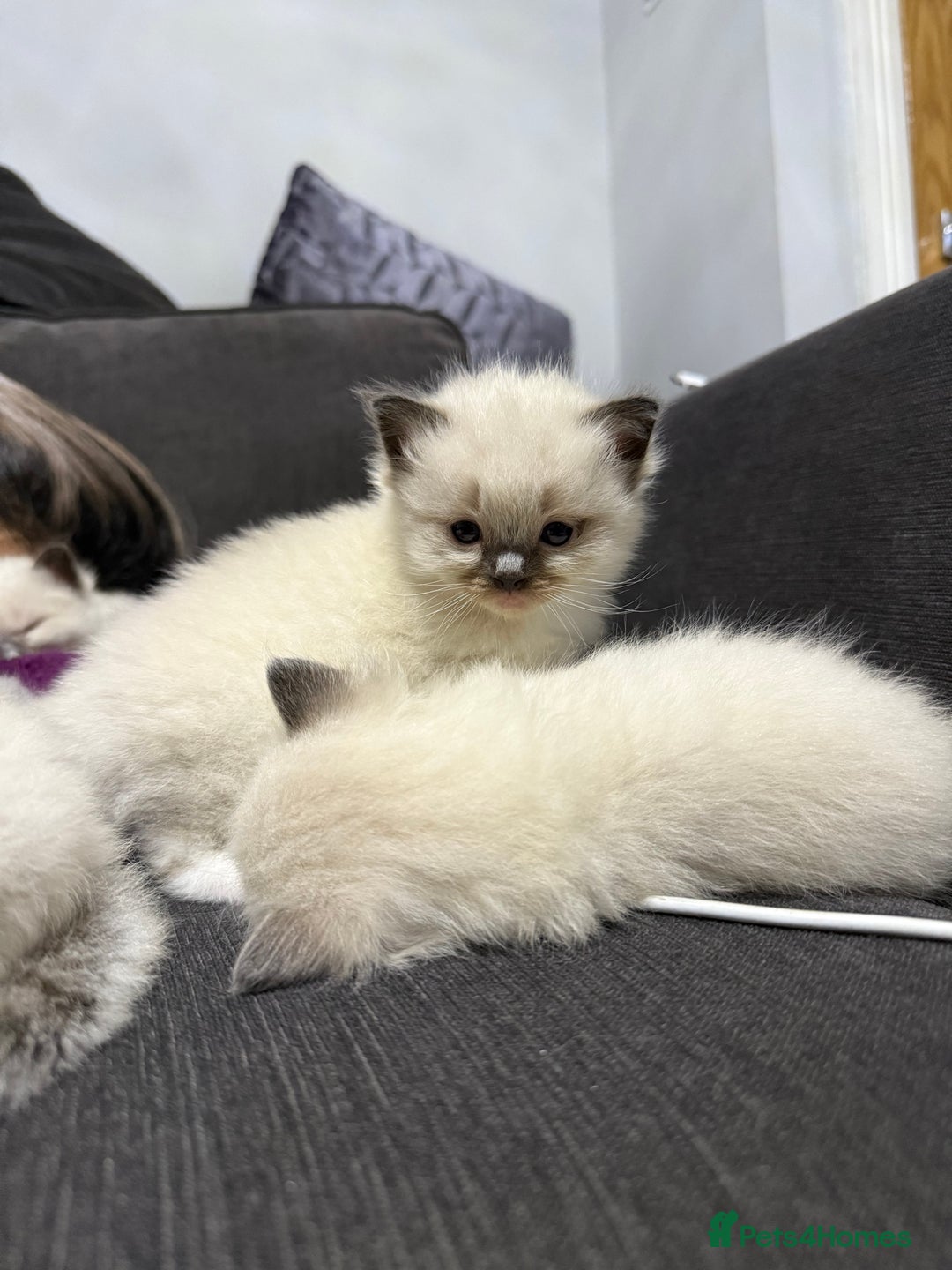 Ragdoll cats for sale: 7 beautiful lynx blue/seal point ragdoll kittens - Image 11