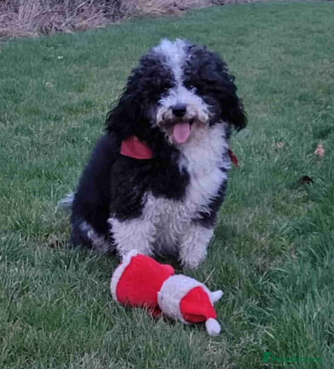 Bordoodle dogs for sale: F1 & F1b Bordoodle pups expected - Advert 16