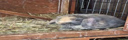 Mini Lion Lop rabbits for sale: 4 male lion lops  - Advert 3