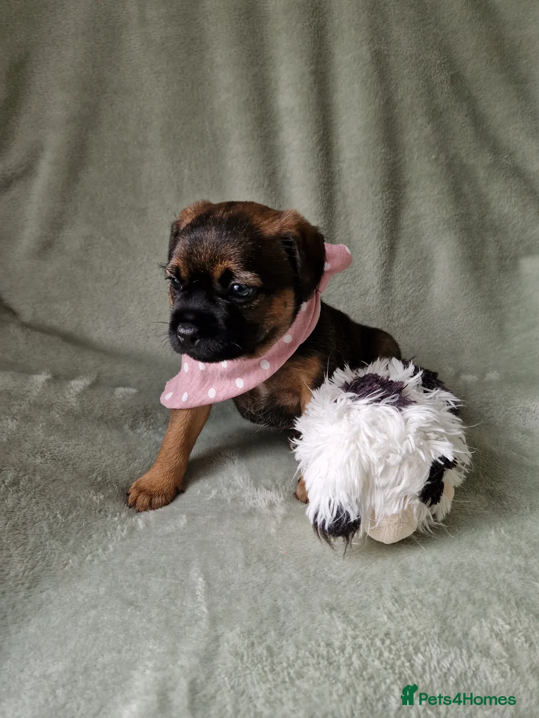 Border Terrier dogs for sale: Absolutely stunning border terrier pups slem clear - Advert 2