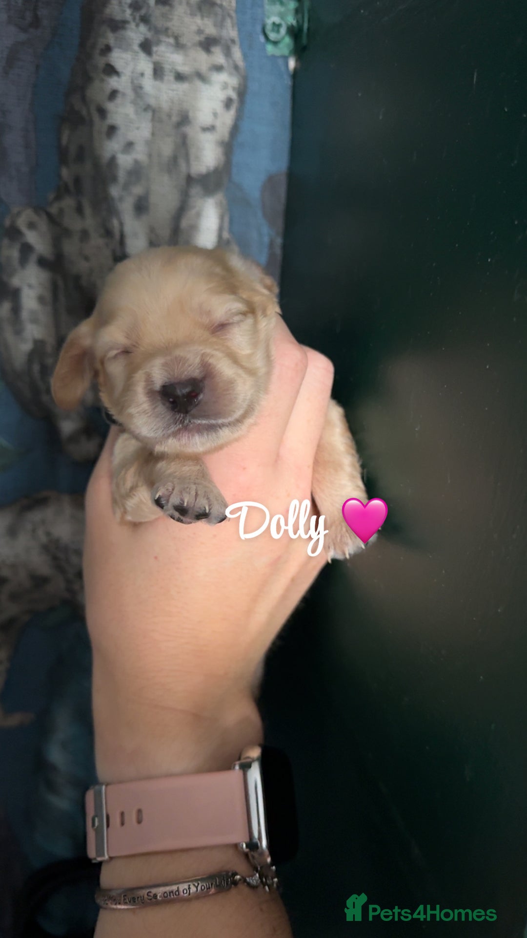 Cockapoo dogs for sale: Beautiful F1 Cockapoos  - Image 10