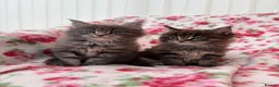 Maine Coon cats for sale: Maine Coon kittens  - Advert 10