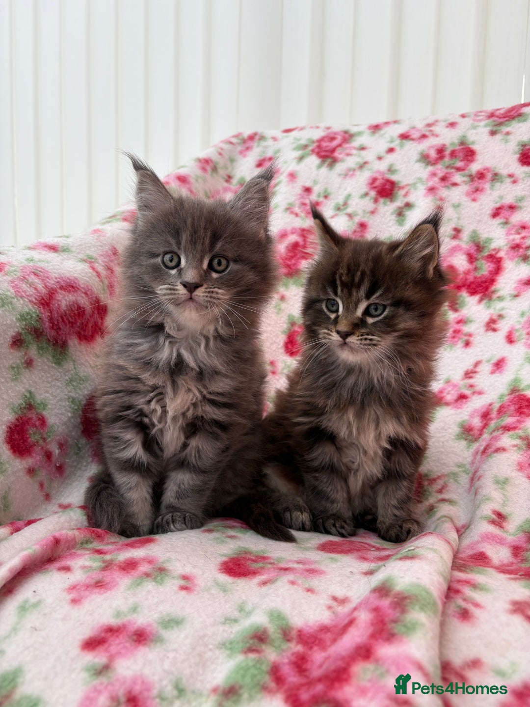 Maine Coon cats for sale: Maine Coon kittens  - Advert 10