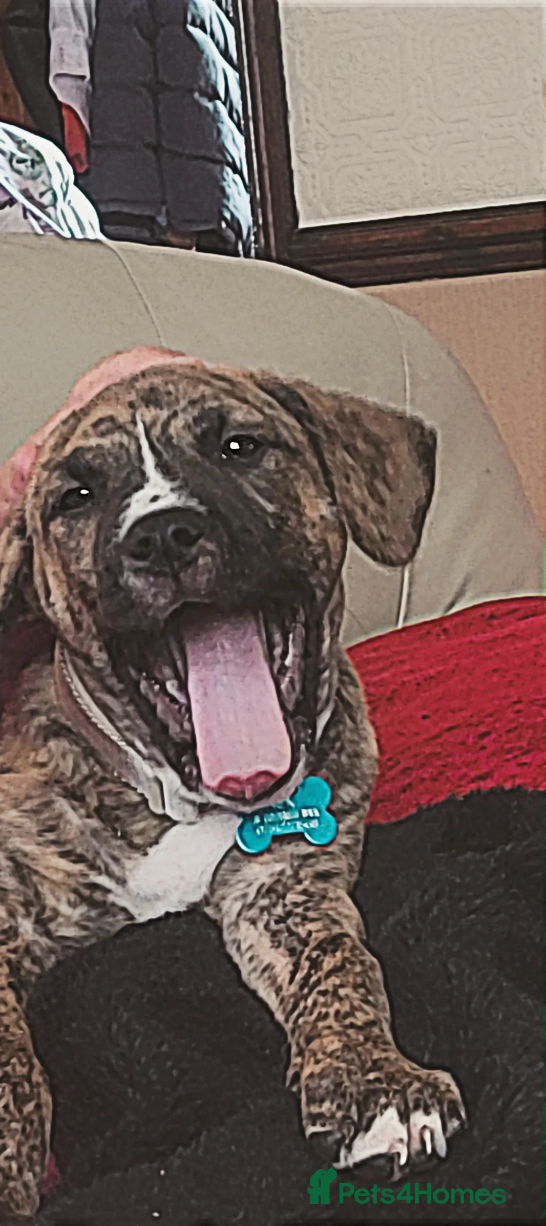 Mixed Breed dogs for sale: 8 month old staff x boxer - Advert 4