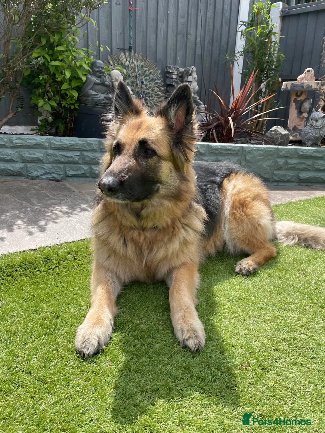 German Shepherd dogs for sale: Home Wanted for Mia  - Advert 3