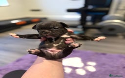 Mixed Breed dogs for sale: Frenchtons - Boston Terrier x Frenchie - Image 30