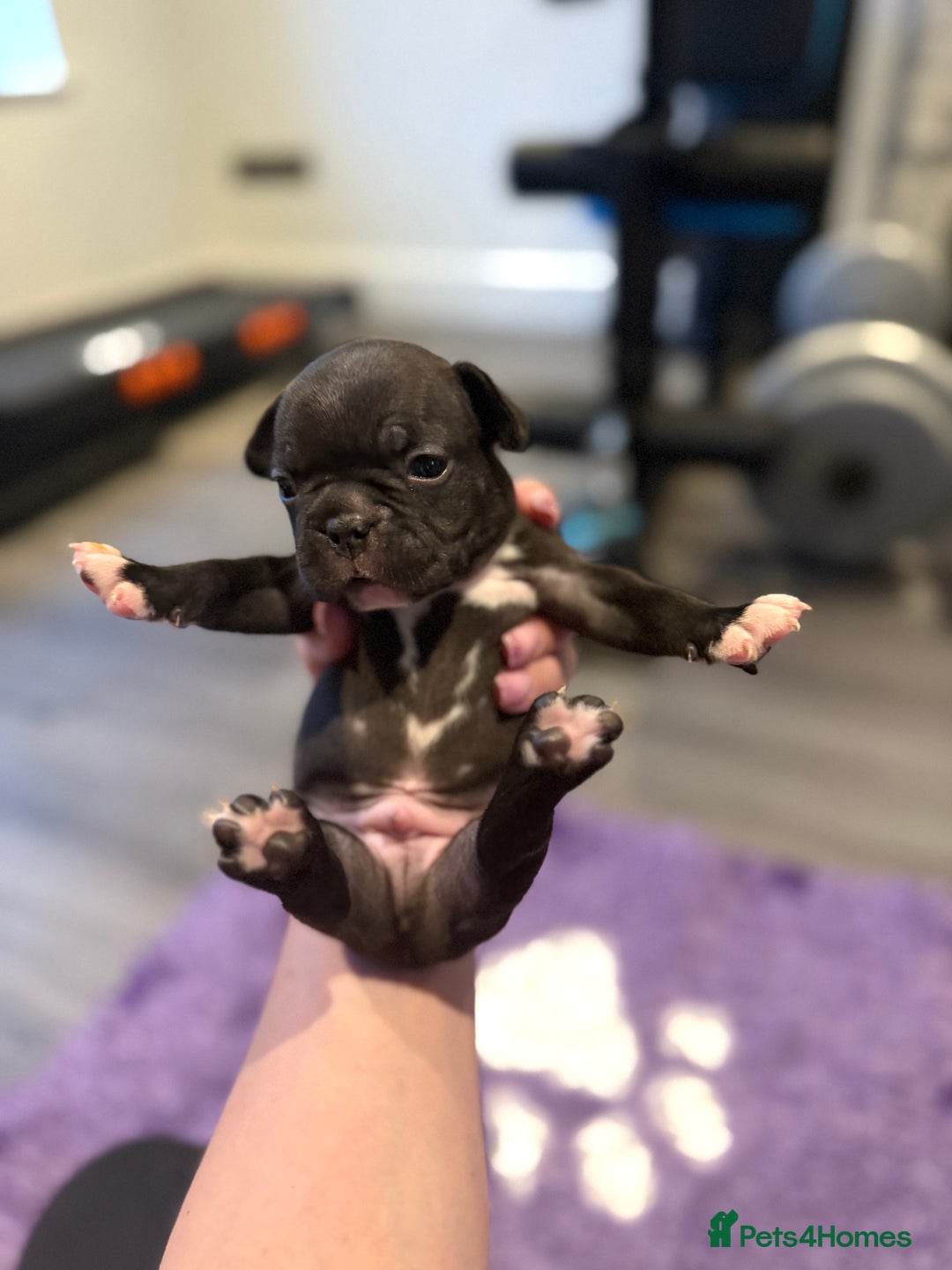 Mixed Breed dogs for sale: Frenchtons - Boston Terrier x Frenchie - Image 30