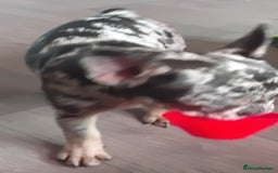 French Bulldog dogs for sale: French bulldog  - Image 3