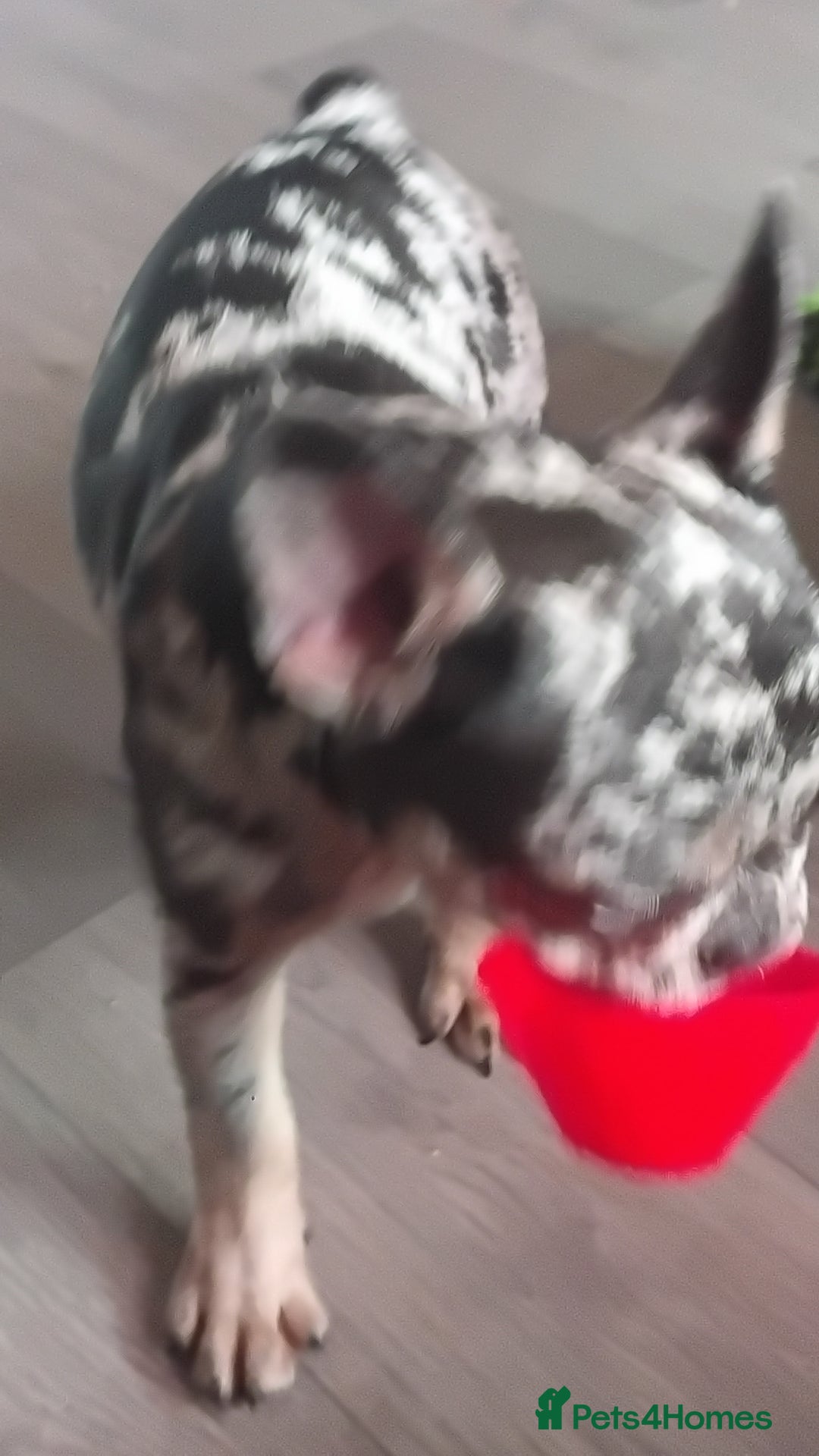 French Bulldog dogs for sale: French bulldog  - Image 3