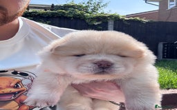 Chow Chow dogs for sale: Last 2 Beautiful chow chow puppies - Image 15