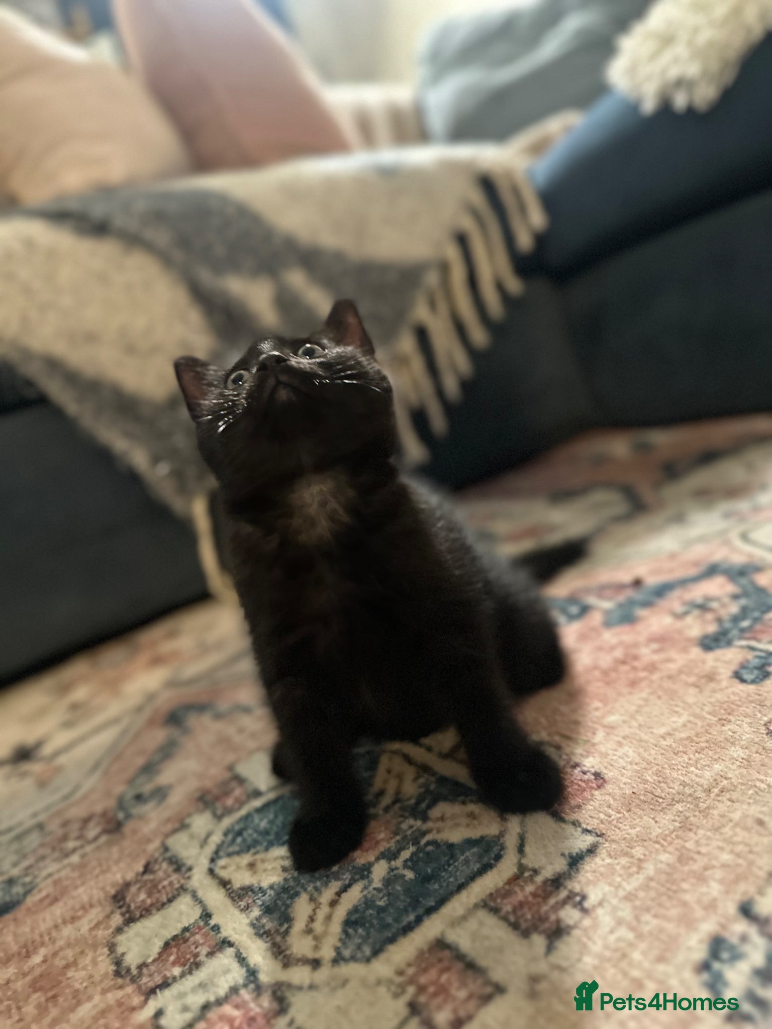 Mixed Breed cats for sale: Last 2 remaining reduced beautiful playful kittens - Advert 2