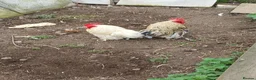Chickens poultry for sale: 3 pekin bantam cockerals  - Advert 1