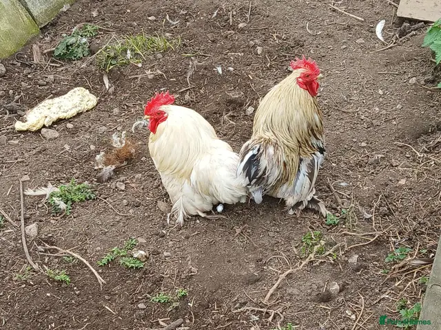 Chickens poultry 3 pekin bantam cockerals - Advert 1