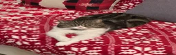 British Shorthair cats for sale: 🌸 British Shorthair Female Kitten – 3 Months Old  in Reading - Advert 15
