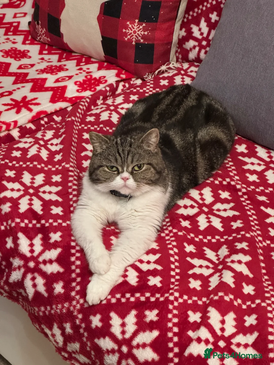 British Shorthair cats for sale: 🌸 British Shorthair Female Kitten – 3 Months Old  in Reading - Advert 15