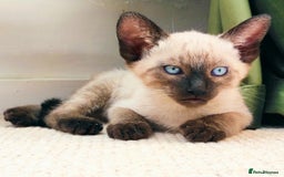 Siamese cats for stud: Seal Point Siamese Boy STUD - Image 7