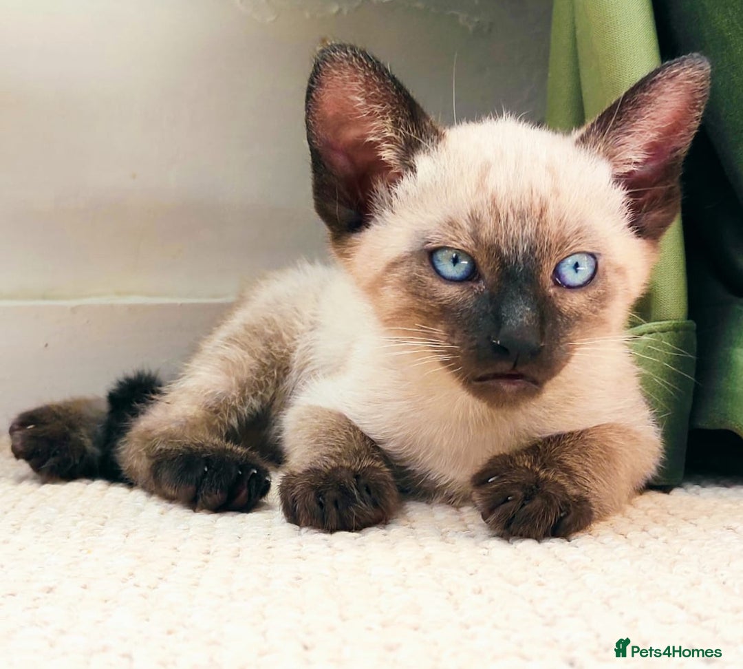 Siamese cats for stud: Seal Point Siamese Boy STUD - Image 7