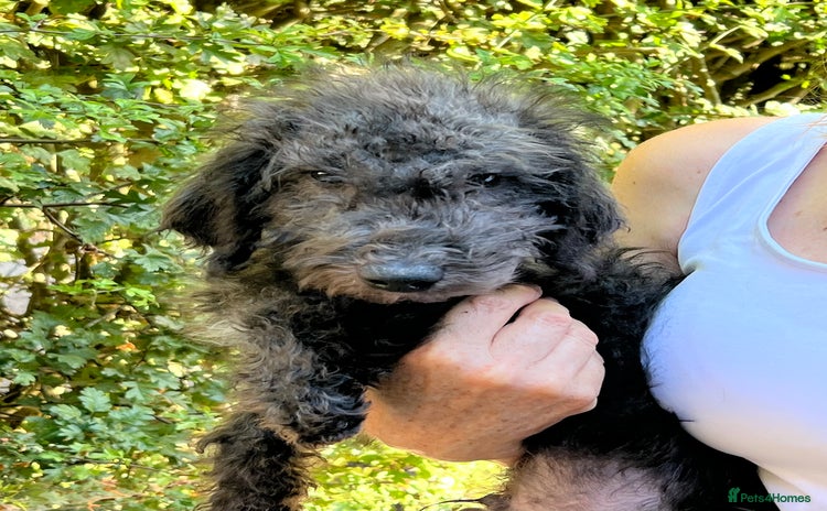 Bedlington Terrier dogs - Advert 3