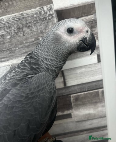 Budgerigars birds - Advert 2