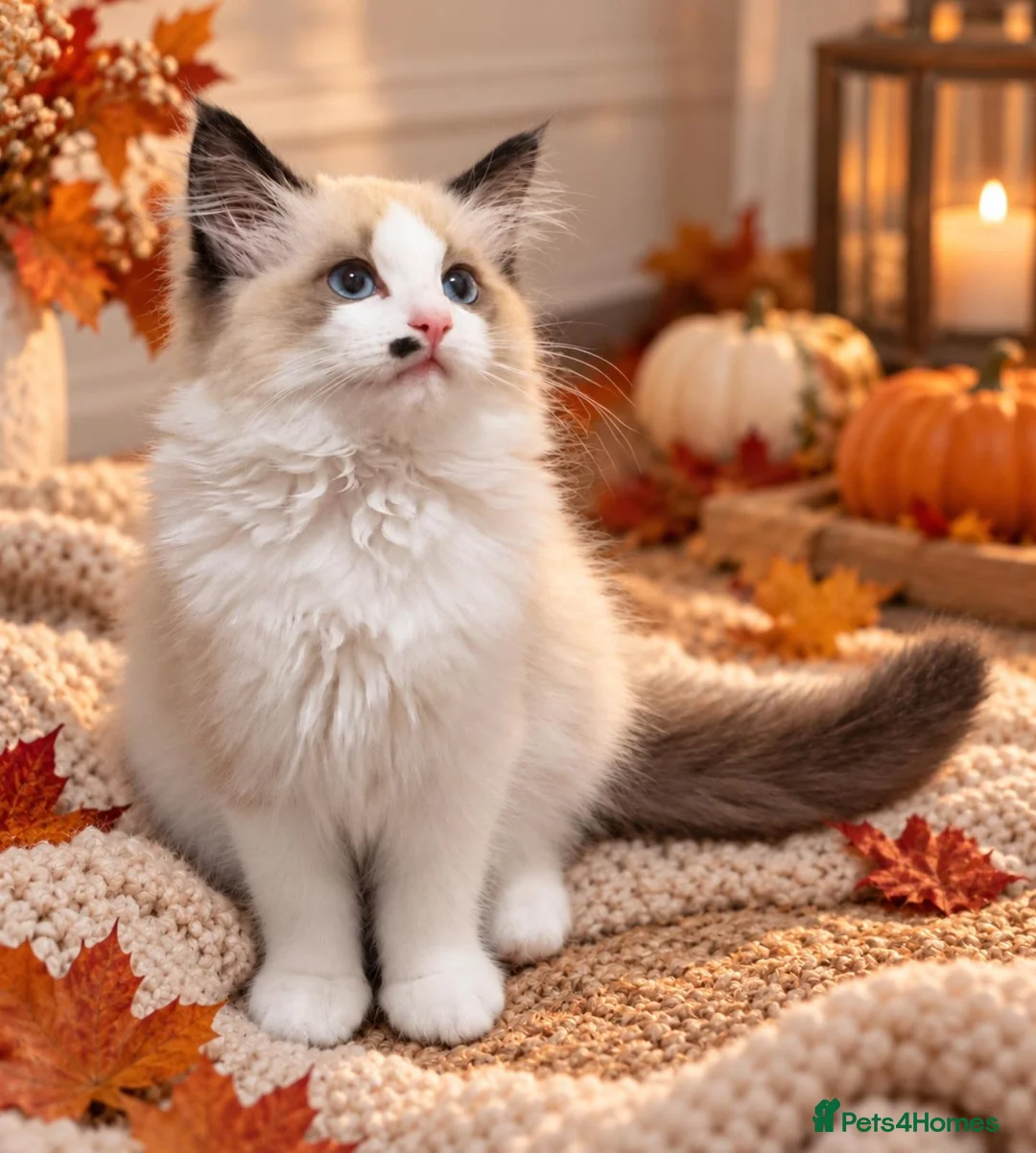 Ragdoll cats for sale: 💙 Beautiful Ragdoll boy looking for the family 💙 - Advert 2