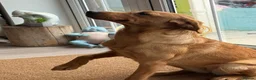 Labrador Retriever dogs for sale: 10 month old labrador  - Advert 3