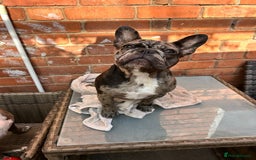 French Bulldog dogs for sale: Merle French bulldog  - Image 1