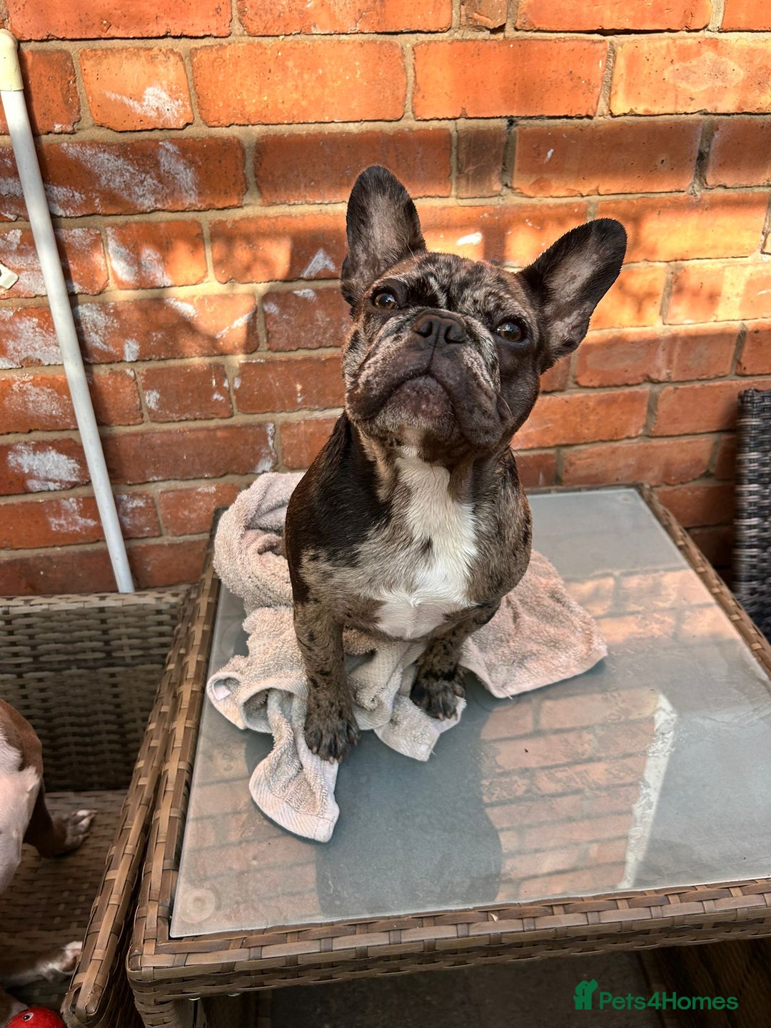French Bulldog dogs for sale: Merle French bulldog  - Image 1