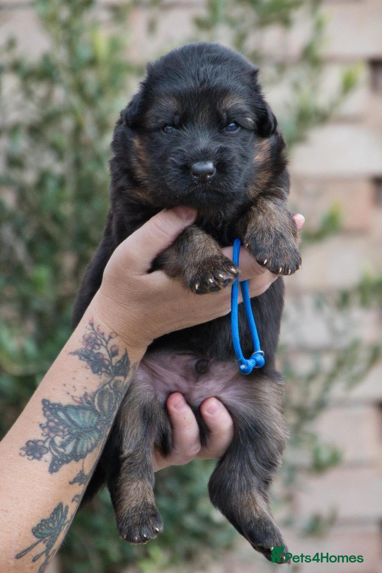 German Shepherd dogs for sale: KC, DM clear, health tested, German Shepherds  - Advert 1