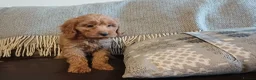 Cockapoo dogs for sale: Cockapoo puppies for sale - Advert 30