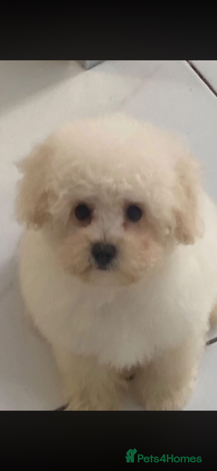 Maltipoo dogs for sale: Multipoo - Advert 15
