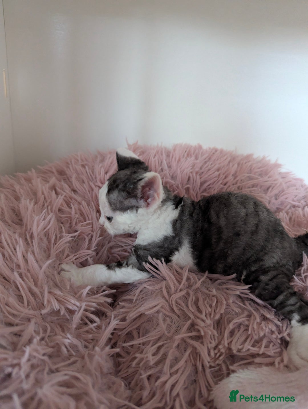 Devon Rex cats for sale: Two cuddlebugs- literally sticker cats available❤️ - Image 16
