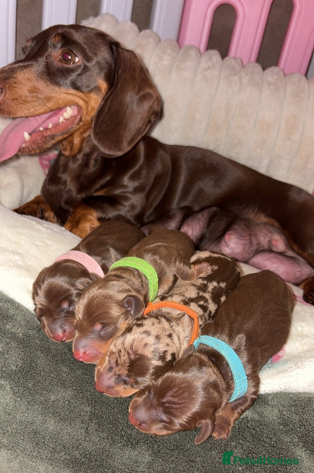 Miniature Dachshund dogs for sale: Miniature dachshund pups for sale 2 boys 1 girl  - Image 33