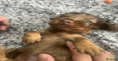 Miniature Dachshund dogs - Advert 6