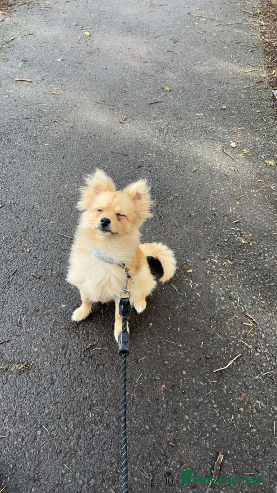 Pomeranian dogs for stud: Benji - Advert 2