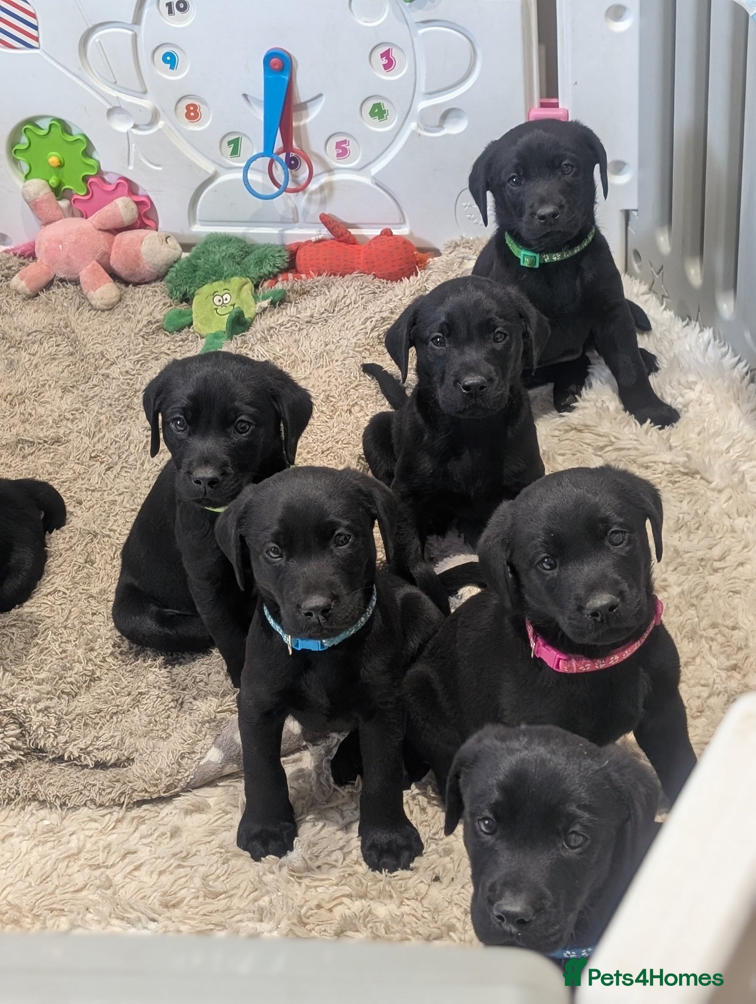 Labrador Retriever dogs 2 boys left - Stunning KC Reg Black Lab puppies - Advert 10