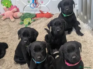 Labrador Retriever dogs 2 boys left - Stunning KC Reg Black Lab puppies - Advert 10