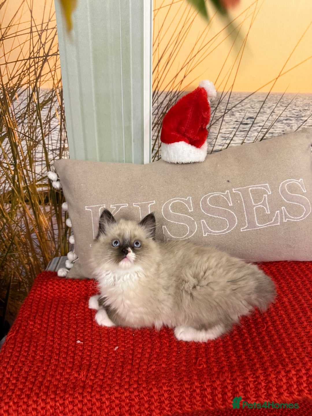 Ragdoll cats for sale: Beautiful Ragdolls kittens  - Advert 16