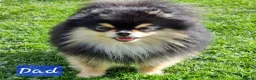 Pomeranian dogs for sale: Pomeranian puppies for sale!!! - Advert 12