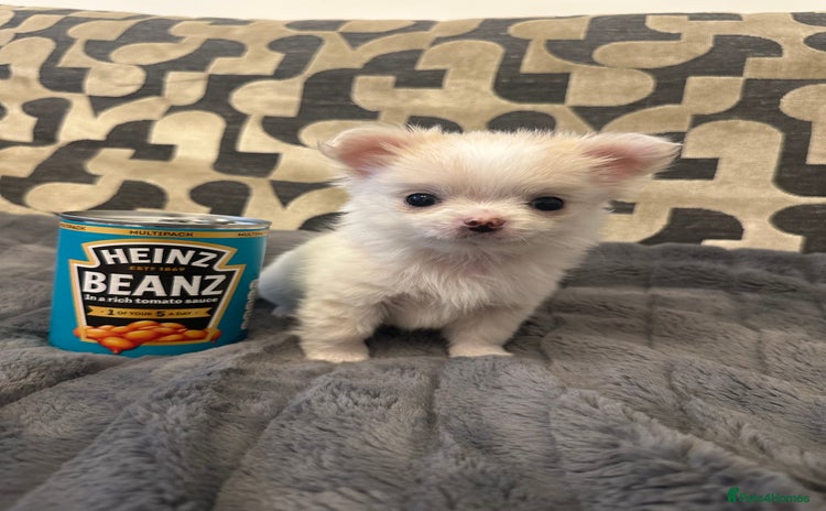 Chihuahua dogs - Advert 1