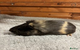 Guinea Pig rodents for sale: Female guinea pigs - Image 3