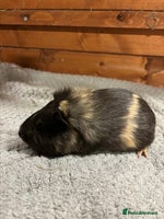 Guinea Pig rodents - Advert 15