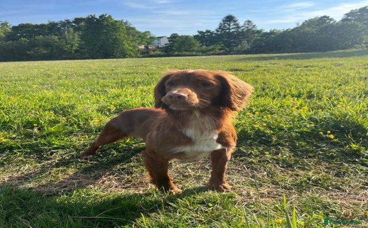 Cocker Spaniel dogs - Advert 6