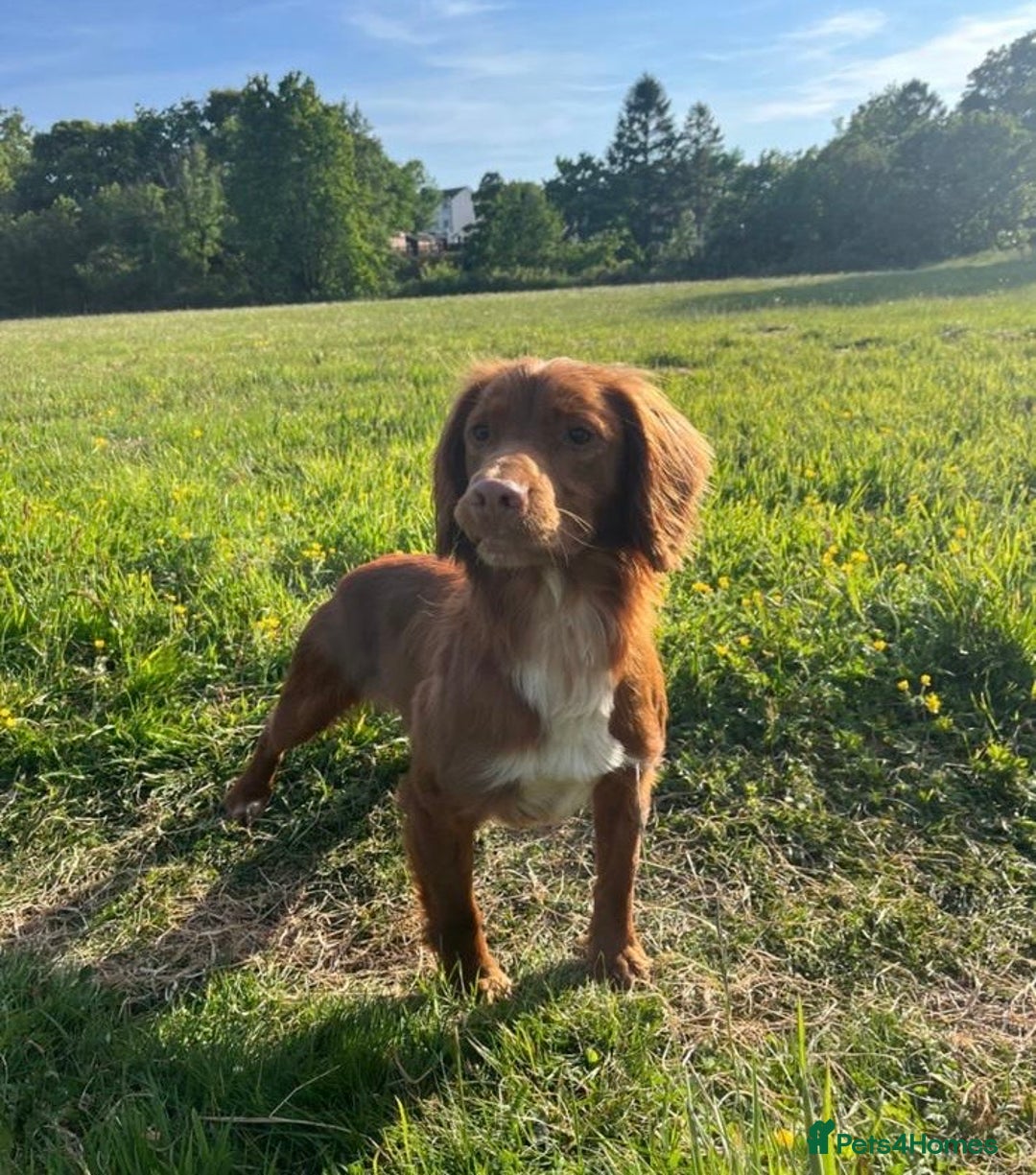 Cocker Spaniel dogs for stud: Handsome working cocker spaniel for stud!! - Advert 1