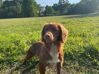 Cocker Spaniel dogs Handsome working cocker spaniel for stud!! - Advert 5