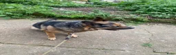 German Shepherd dogs for sale: German Shepherd Female Very Healthy and Active  in Birmingham - Advert 3