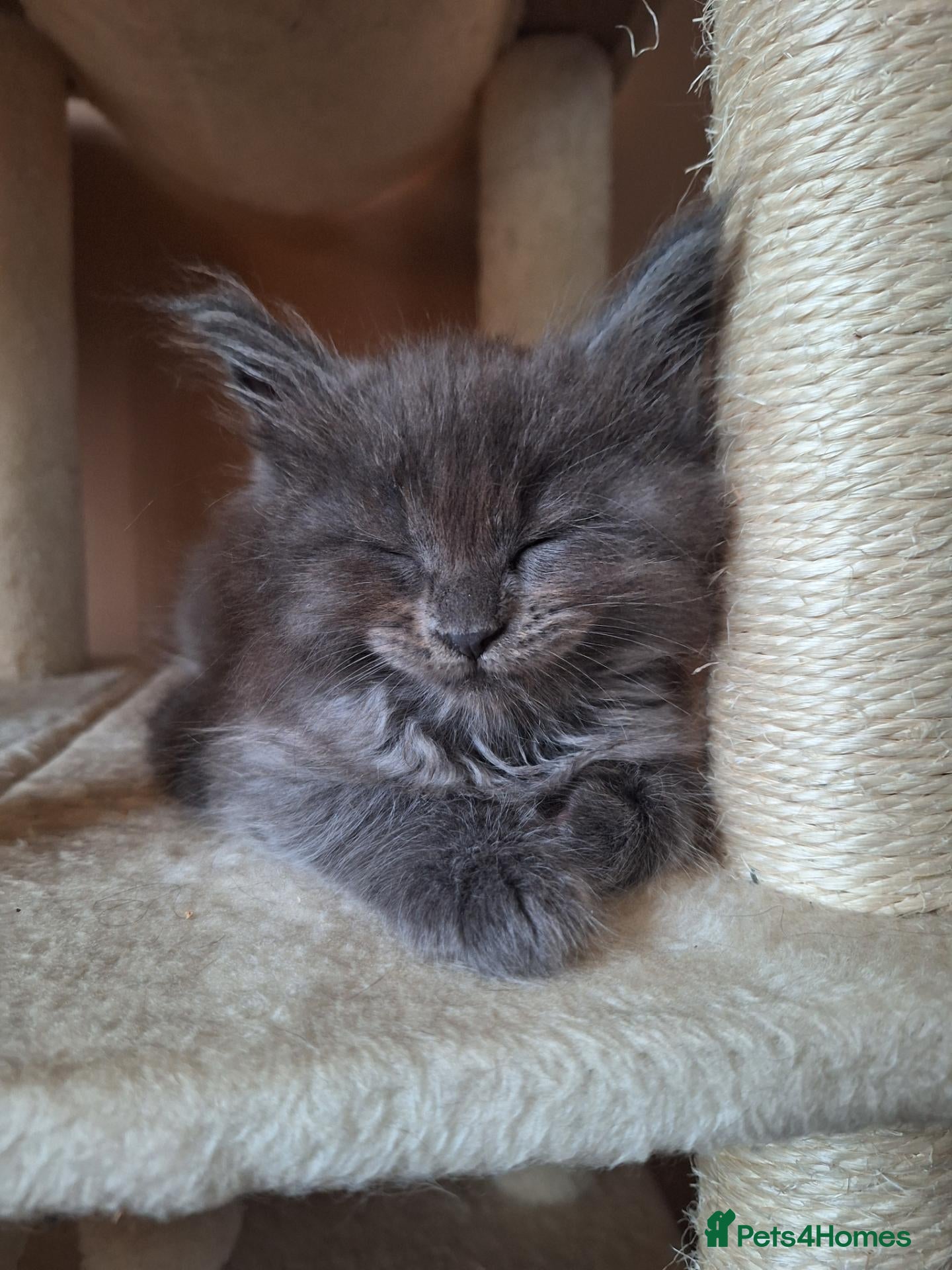 Maine Coon cats for sale: maine coons 1 blue left ready to leave Saturday  - Advert 21