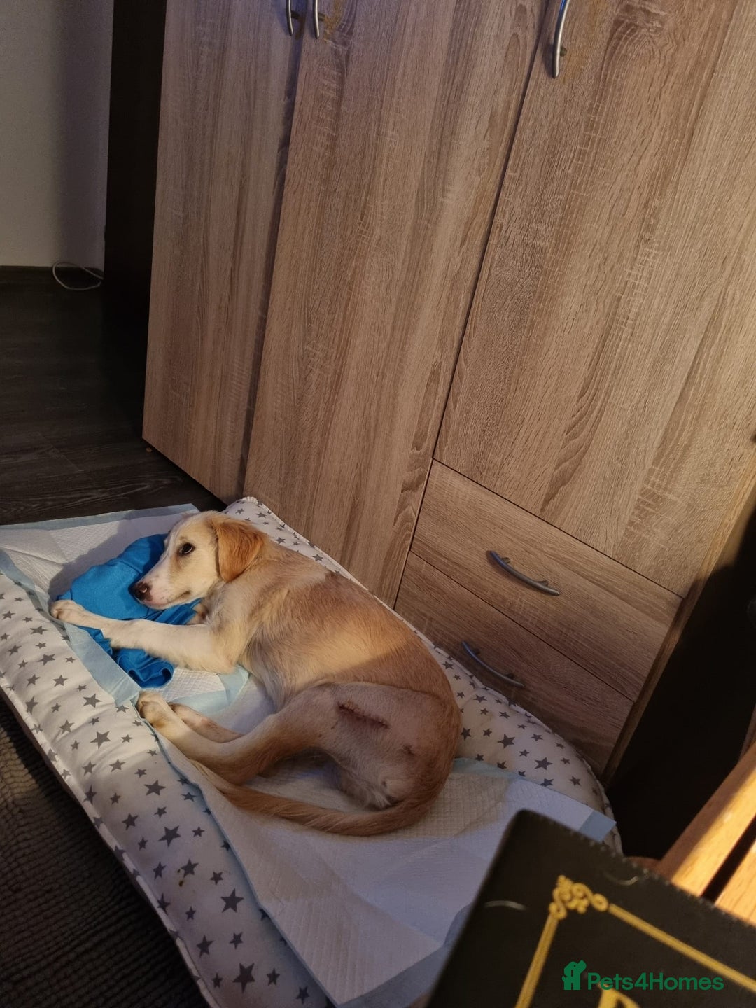 Lagotto Romagnolo dogs for adoption: SNOWY - Aptly named for a winter Adoption!  - Advert 14