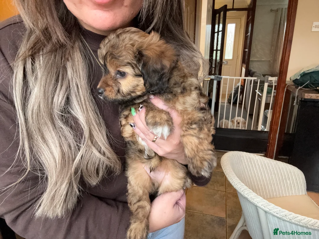 Maltipoo dogs for sale: Maltipoo puppy - Advert 10