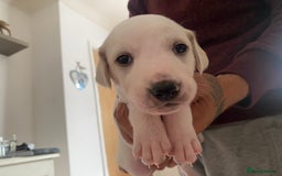 Mixed Breed dogs for sale: Lurcher puppies  - Image 5