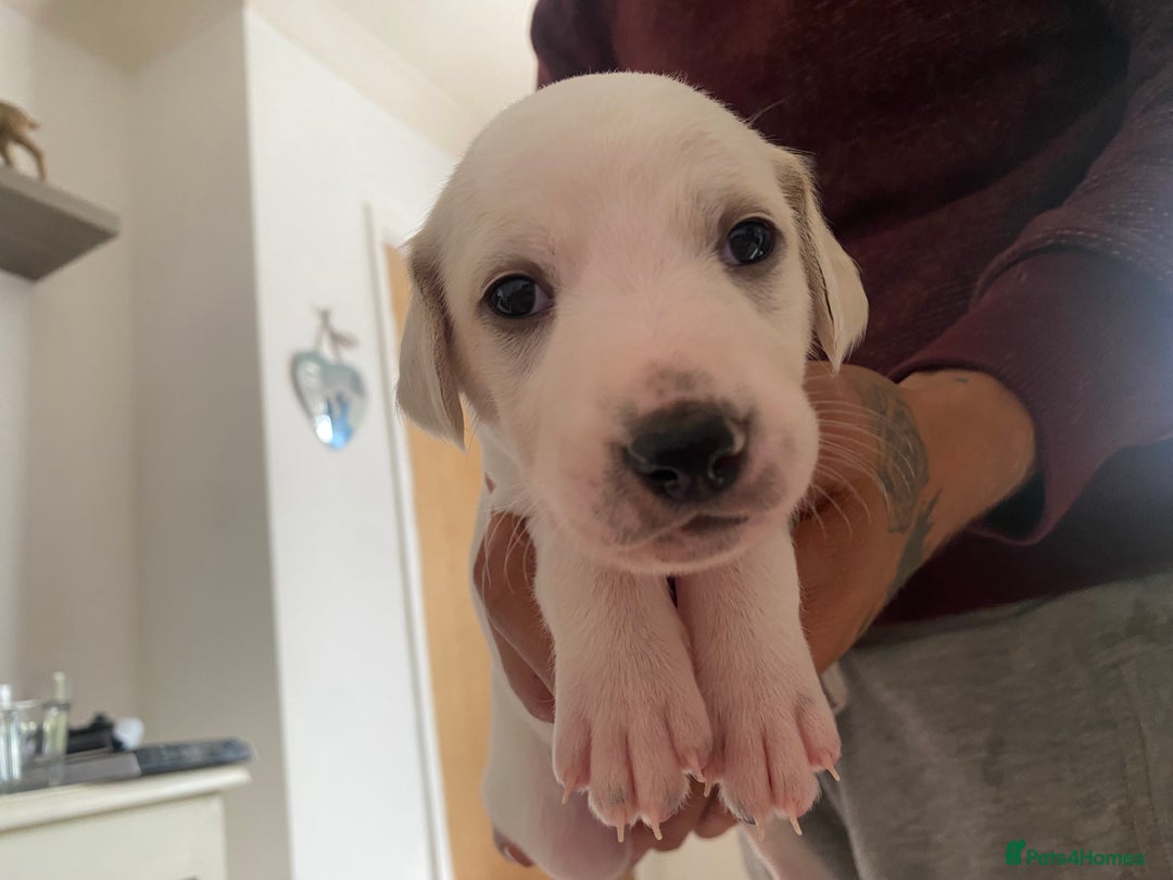 Mixed Breed dogs for sale: Lurcher puppies  - Image 5